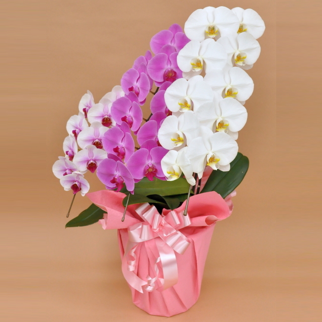 胡蝶蘭 3本立ち ミックス 白色 赤リップ色 ピンク色 寄せ 大輪 Vc