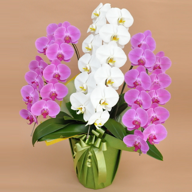 胡蝶蘭 3本立ち 33輪前後 ミックス 白色 ピンク色 寄せ 大輪 Sc