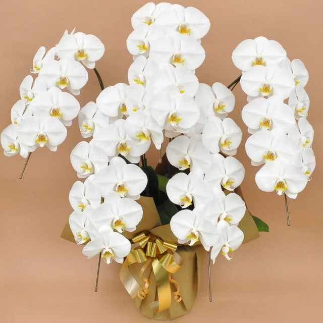 大輪 胡蝶蘭 5本立ち 白 Vクラス ラッピング16種類