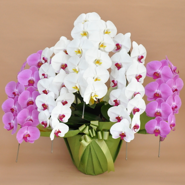 胡蝶蘭 5本立ち ミックス 白色 赤リップ色 ピンク色 寄せ 大輪 Vc