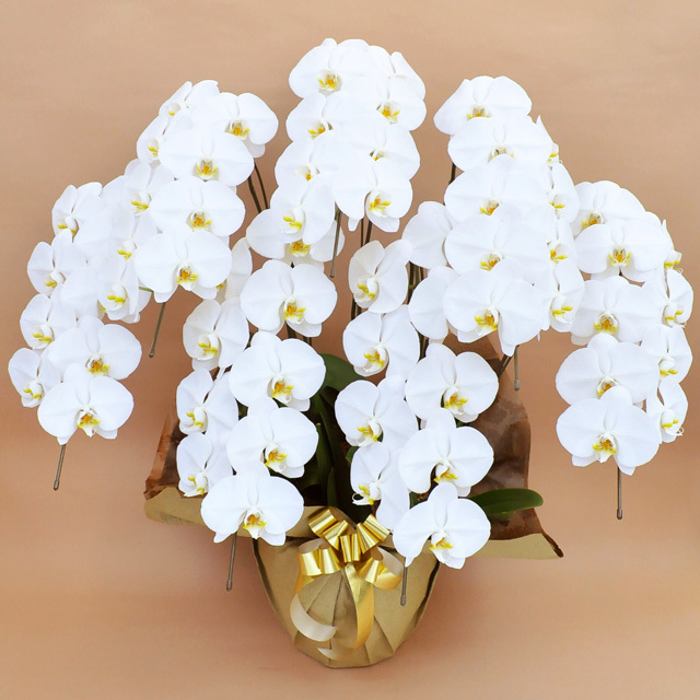 大輪 胡蝶蘭 7本立ち 白 Vクラス ラッピング16種類