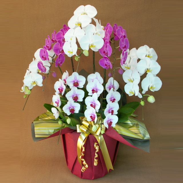 胡蝶蘭 7本立ち ミックス 白色 赤リップ色 ピンク色 寄せ 大輪 Vc 赤ゴールドリボン