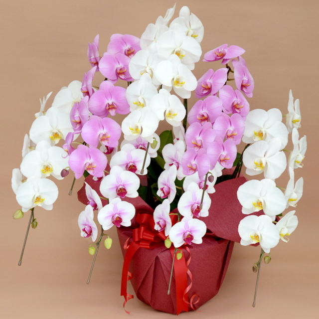胡蝶蘭 7本立ち ミックス 白色 赤リップ色 ピンク色 寄せ 大輪 Vc