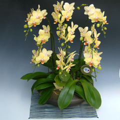 お祝い,御祝い,ミディ,胡蝶蘭,プレゼント,ギフト,贈り物,昇進,就任祝い,開店,オープン,移転,楽屋見舞い,即日発送,送料無料,花,フラワー