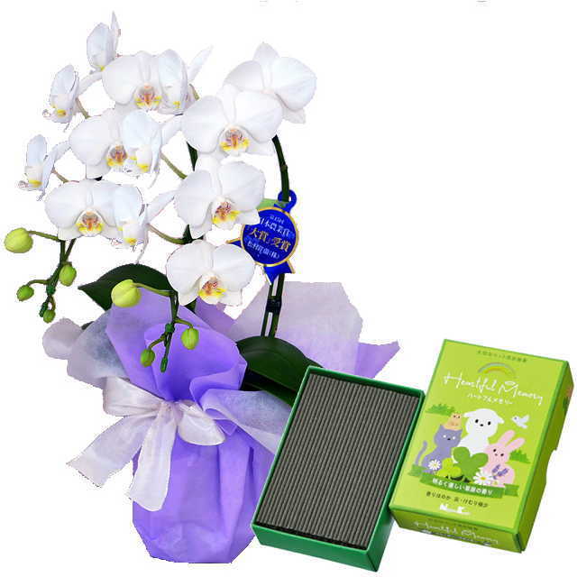 ミディ胡蝶蘭 2本立 ミディ 白色 お供え ペット 日本香堂 ハートフルメモリー 草原の香り 通販の花屋 フラワーショップ乃木坂