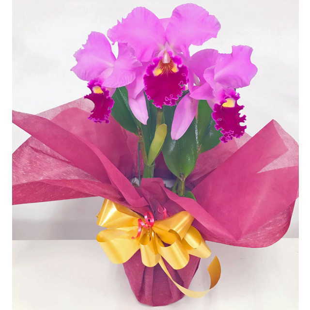 カトレア 大輪 3輪 ピンク系 ラベンダー