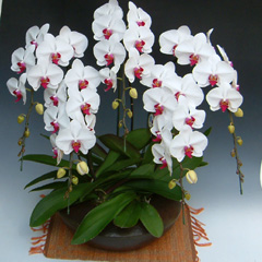 胡蝶蘭 和仕立て