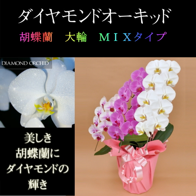 胡蝶蘭 3本立ち ミックス 白色 赤リップ色 ピンク色 寄せ ダイヤモンド オーキッド 大輪 Vc