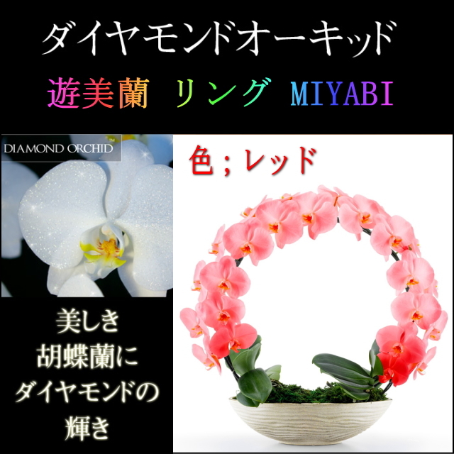 胡蝶蘭 お祝い ２本立ち レッド ダイヤモンド オーキッド MIYABI 大輪 リング ギフト