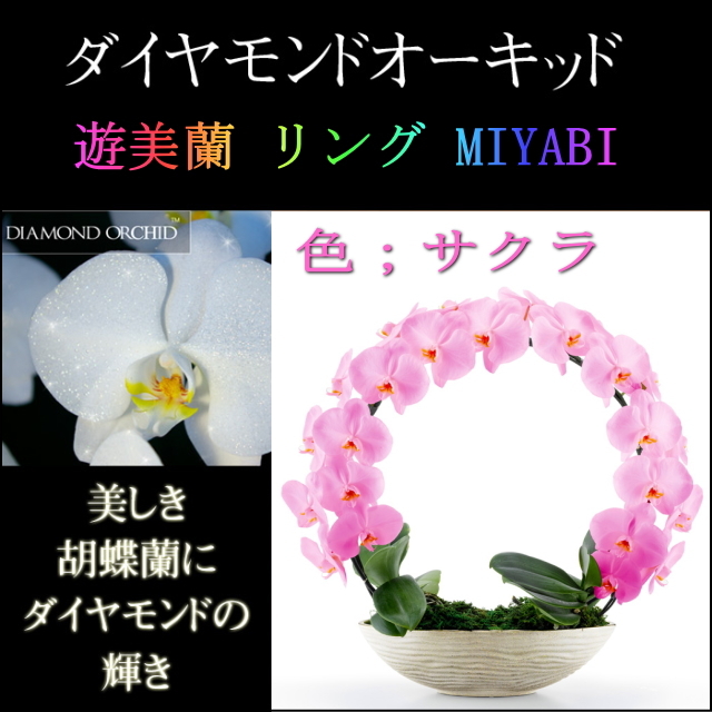 胡蝶蘭 お祝い ２本立ち サクラ ダイヤモンド オーキッド MIYABI 大輪 リング ギフト