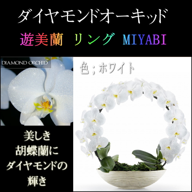 胡蝶蘭 お祝い ２本立ち ホワイト 白色 ダイヤモンド オーキッド 大輪 リング ギフト