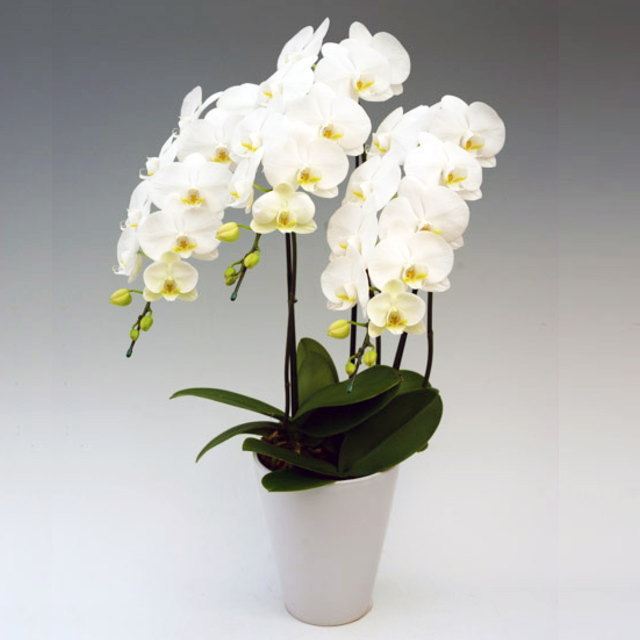 中大輪,胡蝶,蘭,ラン,ダイヤモンドスター,3本,森田,洋蘭