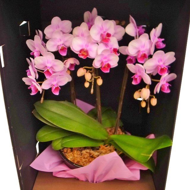 たひゆりあ　ファレノプシス　3種セット　ミディ胡蝶蘭　こちょうらん　洋蘭 たひゆりあ ファレノプシス 3種セット ミディ胡蝶蘭 こちょうらん 洋蘭