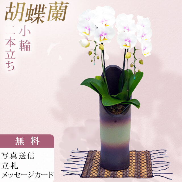 ミディ 胡蝶蘭 2本立ち 和鉢 かぐや ファーストラブ 森田洋蘭園