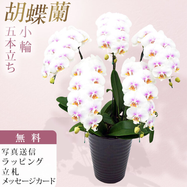 ミディ 胡蝶蘭 5本立ち ファーストラブ ダブルラッピング仕立て 森田洋蘭園