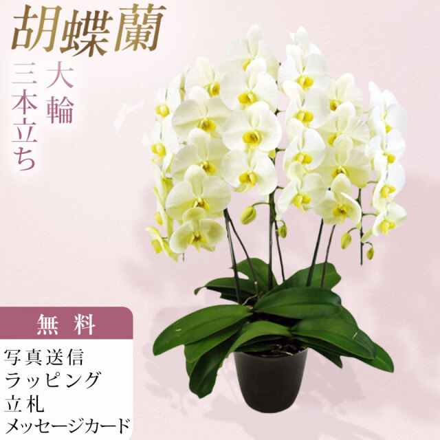 胡蝶蘭 3本立ち グリーンアース ダブルラッピング仕立て 森田洋蘭園