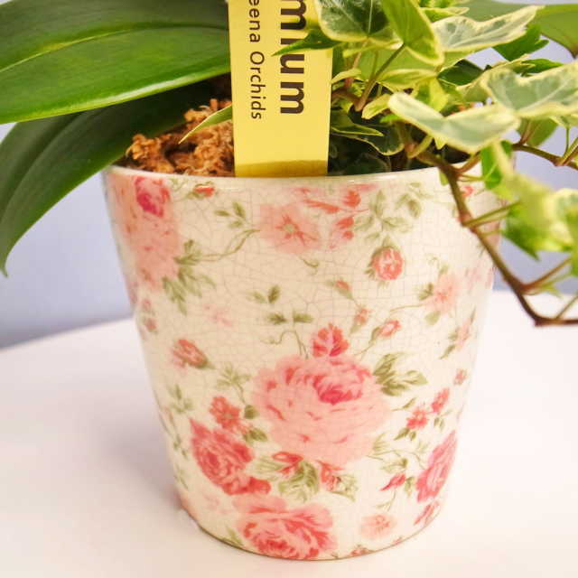 胡蝶蘭 2本立ち ピンク色 ミディ 花柄鉢 観葉寄せ | 通販の花屋