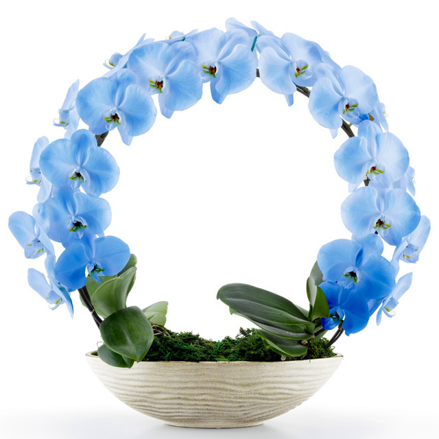 胡蝶蘭 お祝い 2本立ち ブルー 大輪 遊美蘭 リング ギフト