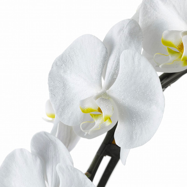 胡蝶蘭 2本立ち サクラ ダイヤモンド オーキッド MIYABI 大輪 リング