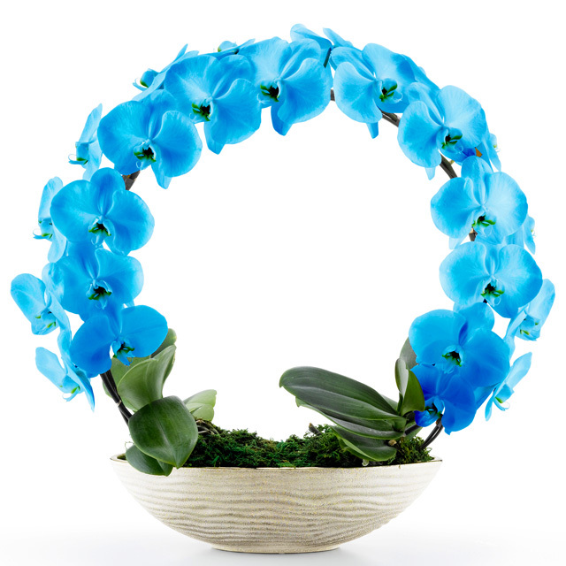 胡蝶蘭 お祝い 2本立ち ネイビー 大輪 遊美蘭 リング ギフト