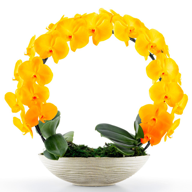 胡蝶蘭 お祝い 2本立ち オレンジ 大輪 遊美蘭 リング ギフト