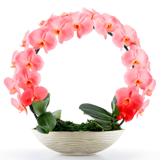 胡蝶蘭 お祝い 2本立ち レッド 大輪 遊美蘭 リング ギフト