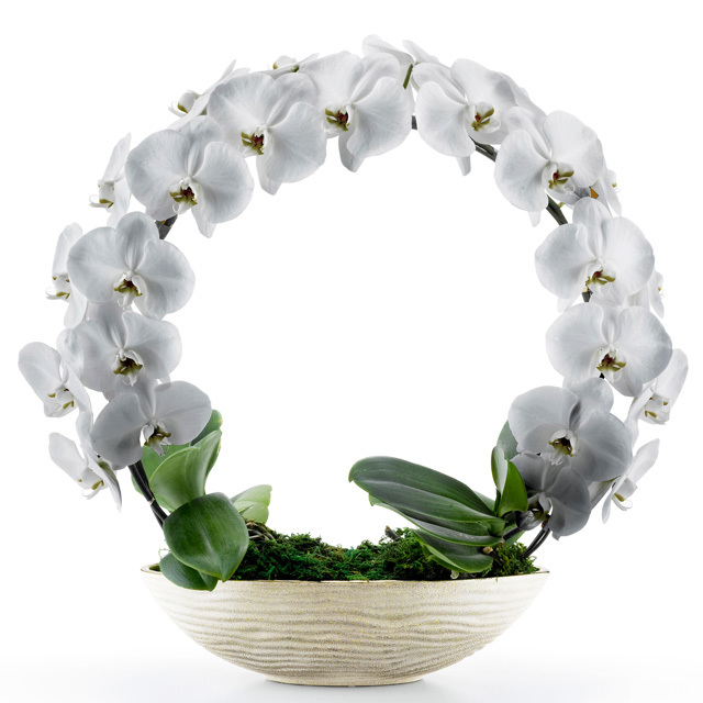 胡蝶蘭 お祝い 2本立ち シルバー 大輪 遊美蘭 リング ギフト