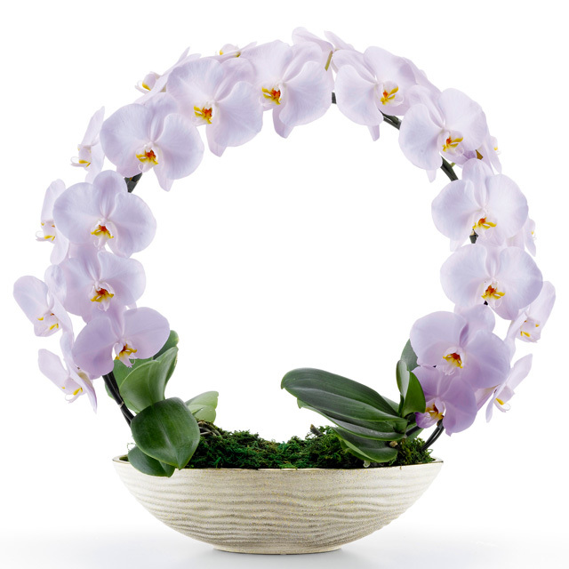 胡蝶蘭 お祝い 2本立ち スミレ 大輪 遊美蘭 リング ギフト