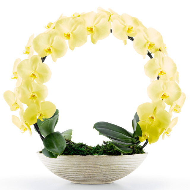 胡蝶蘭 お祝い 2本立ち イエロー 大輪 遊美蘭 リング ギフト