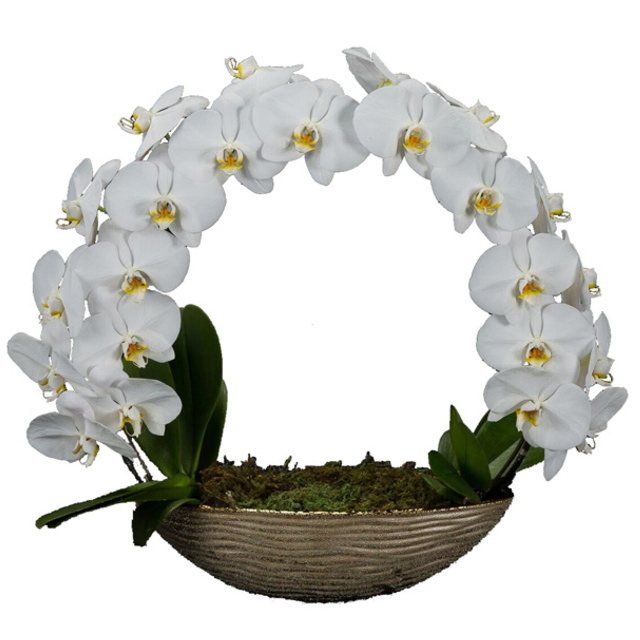 胡蝶蘭 大輪 遊美蘭 リング