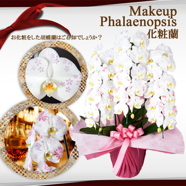 胡蝶蘭 化粧蘭 3本立ち 36輪前後 | 通販の花屋「フラワーショップ乃木坂」