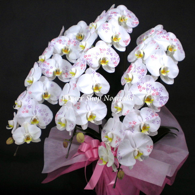 胡蝶蘭 化粧蘭 壽 文字入り 3本立ち 36輪前後 小花 仕立て｜通販の花屋