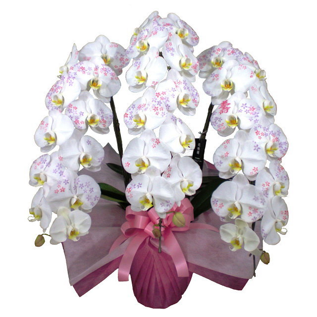 胡蝶蘭　生花　化粧蘭 胡蝶蘭 化粧蘭 壽 文字入り 3本立ち 36輪前後 小花 仕立て｜通販の花屋