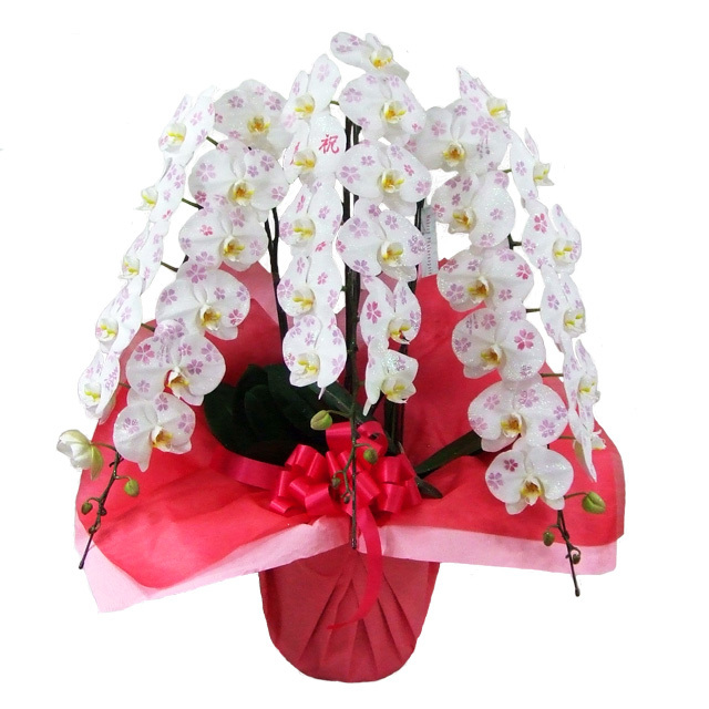 胡蝶蘭　生花　化粧蘭 胡蝶蘭 化粧蘭 3本立ち 36輪前後 | 通販の花屋「フラワーショップ乃木坂」