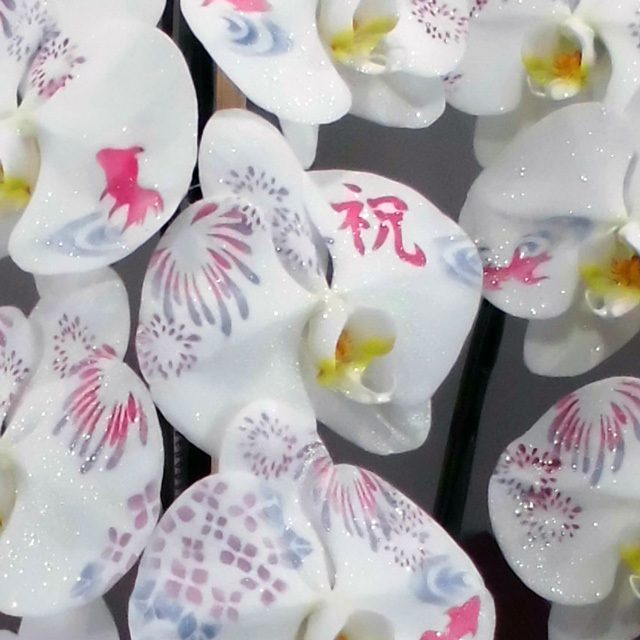 胡蝶蘭 化粧蘭 夏柄 祝 文字入り 3本立ち 36輪前後 季節の絵柄 金魚