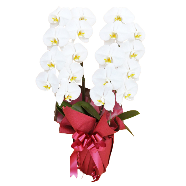 胡蝶蘭 2本立ち 白色 18輪程度