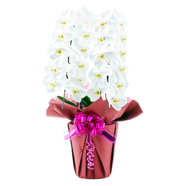 胡蝶蘭 2本立ち 白色 22輪程度