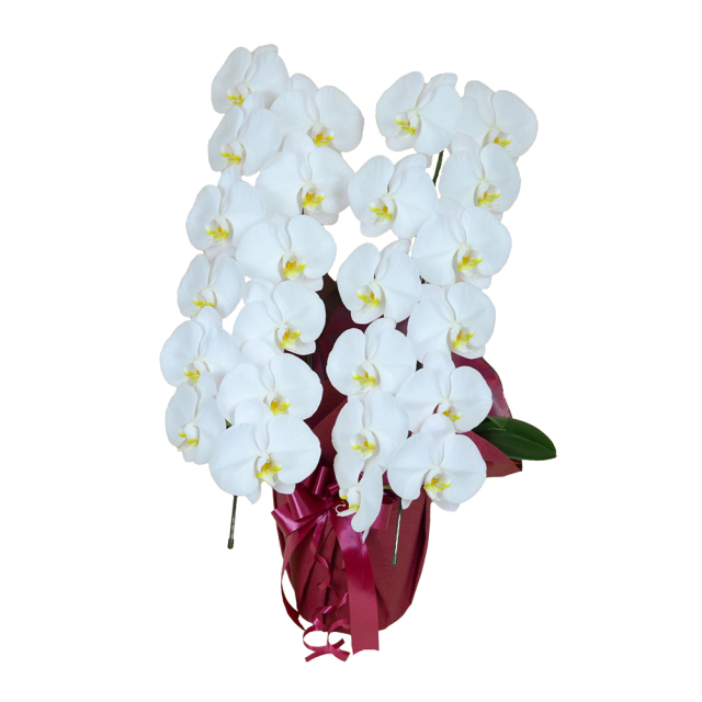 胡蝶蘭 2本立ち 白色 24輪程度