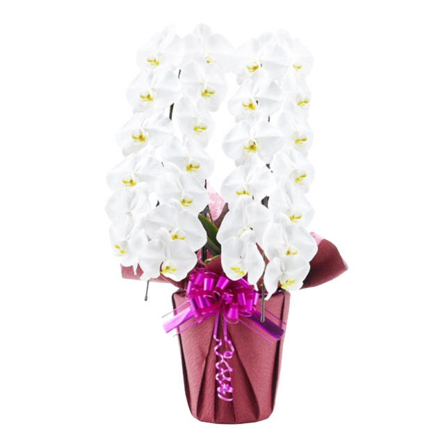 胡蝶蘭 2本立ち 白色 26輪程度