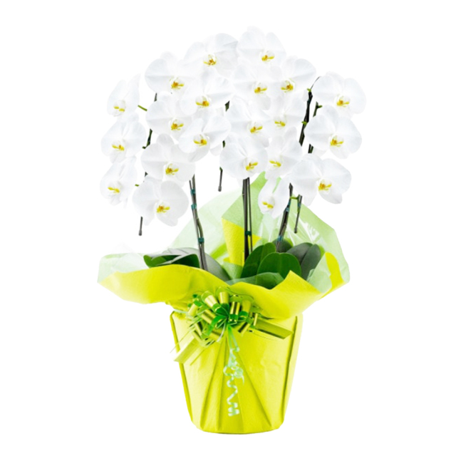 胡蝶蘭 3本立ち 白色 18輪程度