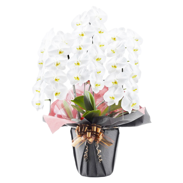 胡蝶蘭 3本立ち 白色 33輪程度