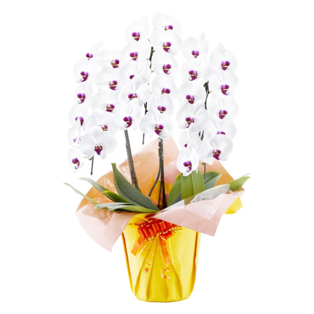 胡蝶蘭 3本立ち 赤リップ 33輪程度