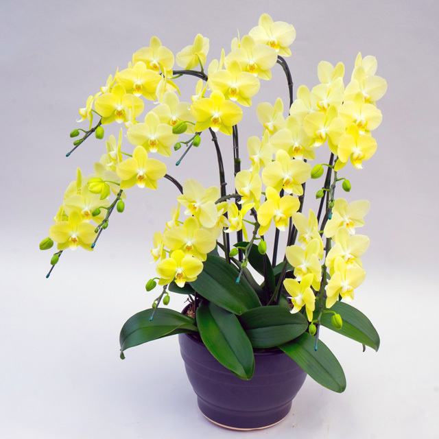 胡蝶蘭 8本立ち 黄色 ライムライト ギフト ミディ 送料無料 お祝い 誕生日 開店 就任 移転 楽屋見舞い 周年 森田洋蘭園