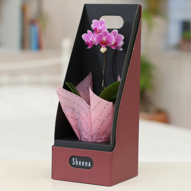 マイクロ,胡蝶蘭,1本立ち,ピンク,ギフトボックス,入り椎名,洋ラン,園