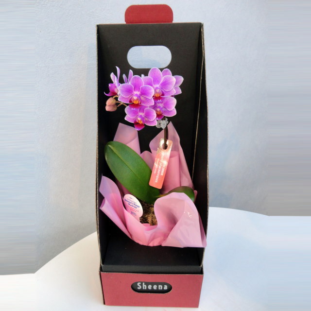 マイクロ胡蝶蘭 1本立ち ピンク系 ギフトボックス入り