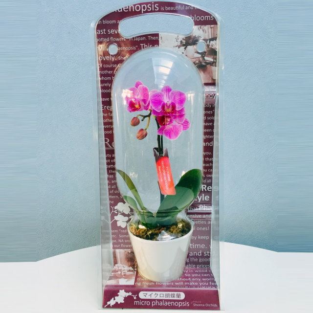 マイクロ胡蝶蘭 1本立ち ピンク系 カプセルパッケージ入り
