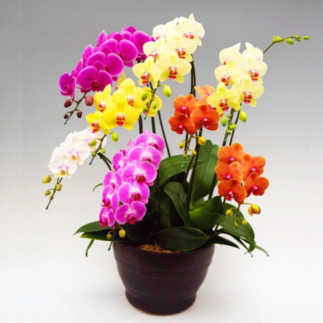 ミディ,胡蝶,蘭,ラン,ミックス,8本,森田,洋蘭