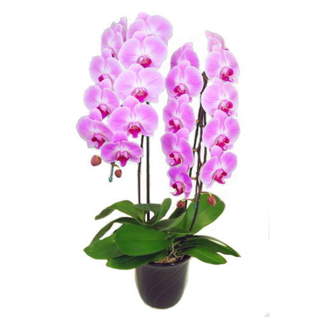 胡蝶蘭 2本立ち ピンク色 22輪前後 大輪