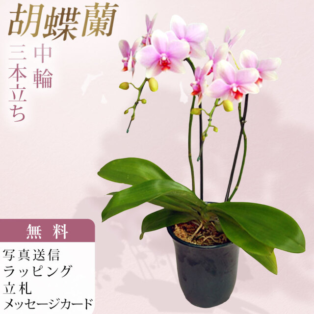 胡蝶蘭 中大輪 オボロヅキ 3本立ち ダブルラッピング仕立て