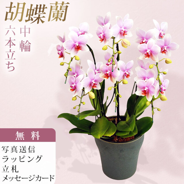 胡蝶蘭 中大輪 オボロヅキ 6本立ち ダブルラッピング仕立て